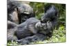 Africa, Uganda, Kibale National Park. Wild male chimpanzee relaxes.-Kristin Mosher-Mounted Photographic Print