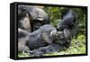 Africa, Uganda, Kibale National Park. Wild male chimpanzee relaxes.-Kristin Mosher-Framed Stretched Canvas