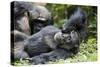 Africa, Uganda, Kibale National Park. Wild male chimpanzee relaxes.-Kristin Mosher-Stretched Canvas