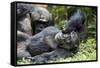 Africa, Uganda, Kibale National Park. Wild male chimpanzee relaxes.-Kristin Mosher-Framed Stretched Canvas