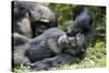 Africa, Uganda, Kibale National Park. Wild male chimpanzee relaxes.-Kristin Mosher-Stretched Canvas