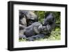 Africa, Uganda, Kibale National Park. Wild male chimpanzee relaxes.-Kristin Mosher-Framed Photographic Print