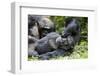 Africa, Uganda, Kibale National Park. Wild male chimpanzee relaxes.-Kristin Mosher-Framed Photographic Print