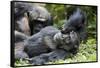 Africa, Uganda, Kibale National Park. Wild male chimpanzee relaxes.-Kristin Mosher-Framed Stretched Canvas