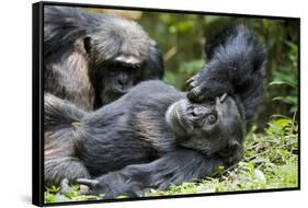 Africa, Uganda, Kibale National Park. Wild male chimpanzee relaxes.-Kristin Mosher-Framed Stretched Canvas