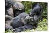 Africa, Uganda, Kibale National Park. Wild male chimpanzee relaxes.-Kristin Mosher-Stretched Canvas