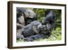 Africa, Uganda, Kibale National Park. Wild male chimpanzee relaxes.-Kristin Mosher-Framed Photographic Print