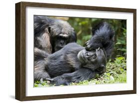 Africa, Uganda, Kibale National Park. Wild male chimpanzee relaxes.-Kristin Mosher-Framed Photographic Print
