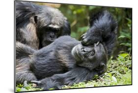 Africa, Uganda, Kibale National Park. Wild male chimpanzee relaxes.-Kristin Mosher-Mounted Photographic Print