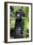 Africa, Uganda, Kibale National Park. Wild male chimpanzee sits observing his surroundings.-Kristin Mosher-Framed Photographic Print