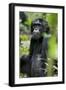 Africa, Uganda, Kibale National Park. Wild male chimpanzee sits observing his surroundings.-Kristin Mosher-Framed Photographic Print