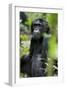 Africa, Uganda, Kibale National Park. Wild male chimpanzee sits observing his surroundings.-Kristin Mosher-Framed Photographic Print