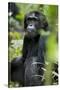 Africa, Uganda, Kibale National Park. Wild male chimpanzee sits observing his surroundings.-Kristin Mosher-Stretched Canvas