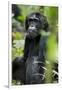 Africa, Uganda, Kibale National Park. Wild male chimpanzee sits observing his surroundings.-Kristin Mosher-Framed Photographic Print