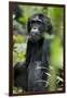 Africa, Uganda, Kibale National Park. Wild male chimpanzee sits observing his surroundings.-Kristin Mosher-Framed Photographic Print