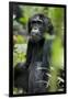 Africa, Uganda, Kibale National Park. Wild male chimpanzee sits observing his surroundings.-Kristin Mosher-Framed Photographic Print