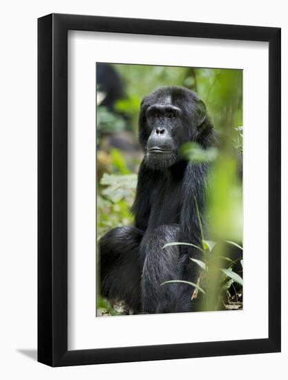 Africa, Uganda, Kibale National Park. Wild male chimpanzee sits observing his surroundings.-Kristin Mosher-Framed Photographic Print