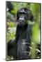Africa, Uganda, Kibale National Park. Wild male chimpanzee sits observing his surroundings.-Kristin Mosher-Mounted Photographic Print