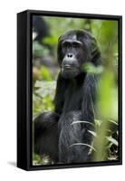 Africa, Uganda, Kibale National Park. Wild male chimpanzee sits observing his surroundings.-Kristin Mosher-Framed Stretched Canvas