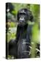 Africa, Uganda, Kibale National Park. Wild male chimpanzee sits observing his surroundings.-Kristin Mosher-Stretched Canvas