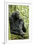 Africa, Uganda, Kibale National Park. Wild male chimpanzee sits on a log.-Kristin Mosher-Framed Photographic Print