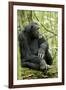 Africa, Uganda, Kibale National Park. Wild male chimpanzee sits on a log.-Kristin Mosher-Framed Photographic Print