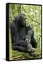 Africa, Uganda, Kibale National Park. Wild male chimpanzee sits on a log.-Kristin Mosher-Framed Stretched Canvas