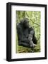 Africa, Uganda, Kibale National Park. Wild male chimpanzee sits on a log.-Kristin Mosher-Framed Photographic Print