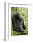 Africa, Uganda, Kibale National Park. Wild male chimpanzee sits on a log.-Kristin Mosher-Framed Photographic Print