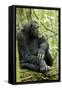 Africa, Uganda, Kibale National Park. Wild male chimpanzee sits on a log.-Kristin Mosher-Framed Stretched Canvas