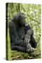 Africa, Uganda, Kibale National Park. Wild male chimpanzee sits on a log.-Kristin Mosher-Stretched Canvas