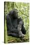 Africa, Uganda, Kibale National Park. Wild male chimpanzee sits on a log.-Kristin Mosher-Stretched Canvas