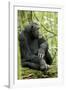 Africa, Uganda, Kibale National Park. Wild male chimpanzee sits on a log.-Kristin Mosher-Framed Photographic Print