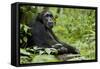 Africa, Uganda, Kibale National Park. Wild male chimpanzee sits.-Kristin Mosher-Framed Stretched Canvas