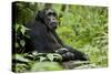 Africa, Uganda, Kibale National Park. Wild male chimpanzee sits.-Kristin Mosher-Stretched Canvas