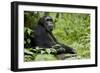 Africa, Uganda, Kibale National Park. Wild male chimpanzee sits.-Kristin Mosher-Framed Photographic Print