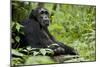 Africa, Uganda, Kibale National Park. Wild male chimpanzee sits.-Kristin Mosher-Mounted Photographic Print