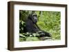 Africa, Uganda, Kibale National Park. Wild male chimpanzee sits.-Kristin Mosher-Framed Photographic Print