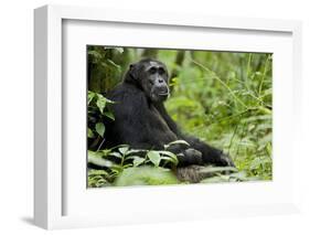 Africa, Uganda, Kibale National Park. Wild male chimpanzee sits.-Kristin Mosher-Framed Photographic Print