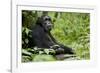 Africa, Uganda, Kibale National Park. Wild male chimpanzee sits.-Kristin Mosher-Framed Photographic Print