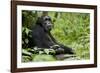 Africa, Uganda, Kibale National Park. Wild male chimpanzee sits.-Kristin Mosher-Framed Photographic Print