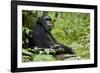 Africa, Uganda, Kibale National Park. Wild male chimpanzee sits.-Kristin Mosher-Framed Photographic Print