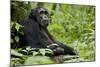 Africa, Uganda, Kibale National Park. Wild male chimpanzee sits.-Kristin Mosher-Mounted Photographic Print