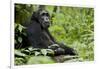 Africa, Uganda, Kibale National Park. Wild male chimpanzee sits.-Kristin Mosher-Framed Photographic Print