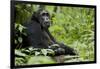 Africa, Uganda, Kibale National Park. Wild male chimpanzee sits.-Kristin Mosher-Framed Photographic Print