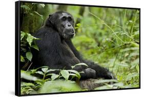Africa, Uganda, Kibale National Park. Wild male chimpanzee sits.-Kristin Mosher-Framed Stretched Canvas