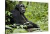 Africa, Uganda, Kibale National Park. Wild male chimpanzee sits.-Kristin Mosher-Stretched Canvas