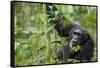 Africa, Uganda, Kibale National Park. Wild male chimpanzee stares, his face relaxed.-Kristin Mosher-Framed Stretched Canvas