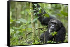 Africa, Uganda, Kibale National Park. Wild male chimpanzee stares, his face relaxed.-Kristin Mosher-Framed Stretched Canvas