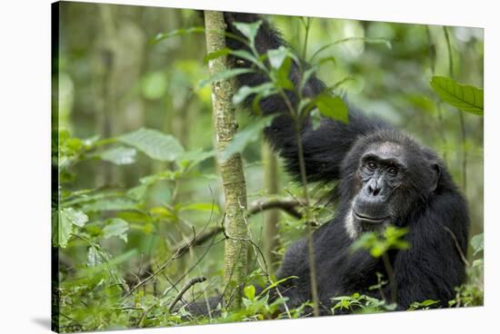 Africa, Uganda, Kibale National Park. Wild male chimpanzee stares, his face relaxed.-Kristin Mosher-Stretched Canvas